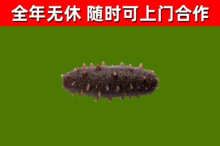 五指回收海参干